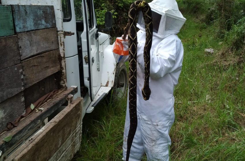  Serpente com mais de 2 metros assusta apicultores em Apiúna