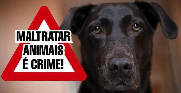  Preso em flagrante por matar e torturar cães