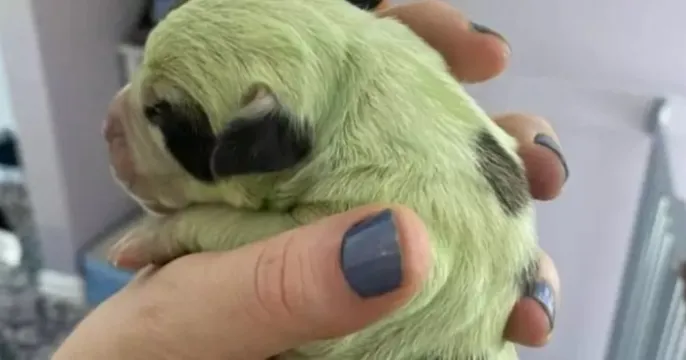  CADELA DÁ À LUZ FILHOTE COM PELAGEM VERDE E BRILHANTE