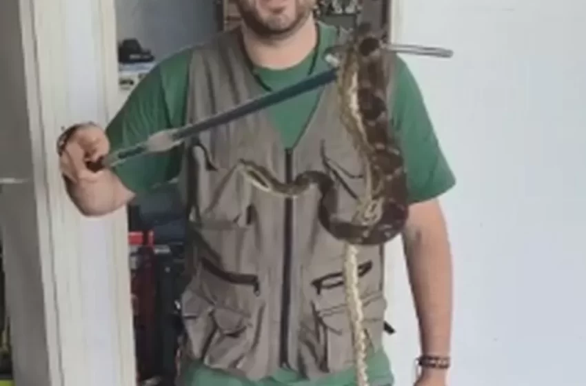  Jararaca pega ‘carona’ em caminhão