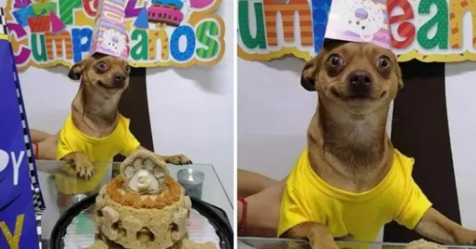  Cãozinho ganha festa de aniversário e reação impressiona