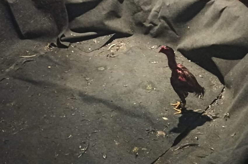  Presos incentivadores de briga de galo