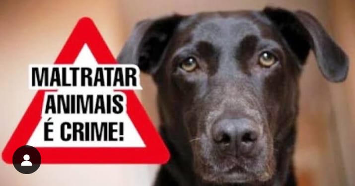  Polícia prendeu homem por maltratar cachorro