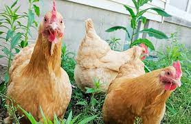  Polícia Apreende galinhas após denúncias de moradores