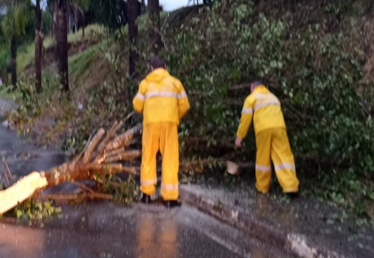  Temporal derrubou árvores e obstruiu passagens