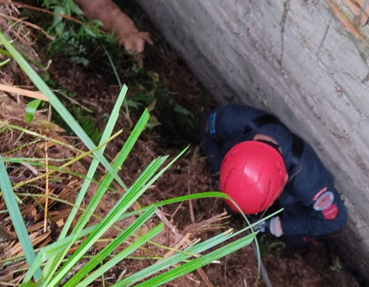  Cadela cai em vala e é salva em Rio Negrinho