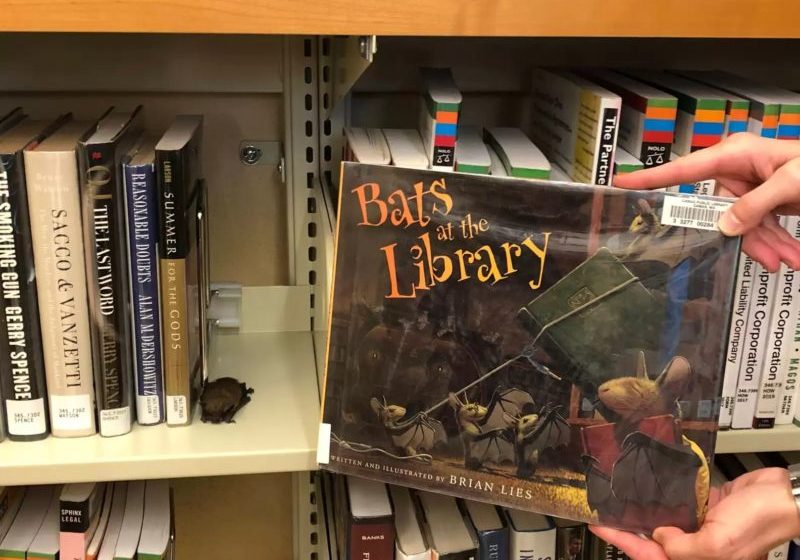  Bibliotecária encontra morcego dormindo enrolado com livros