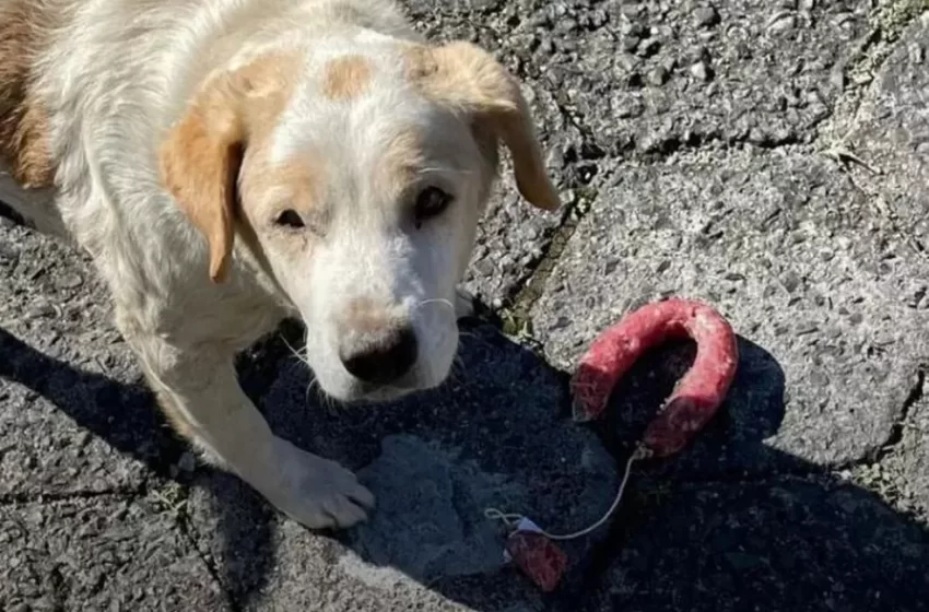  Cachorro entra em padaria rouba salame e fica famoso