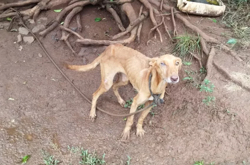  Cães em situação de maus-tratos são resgatados