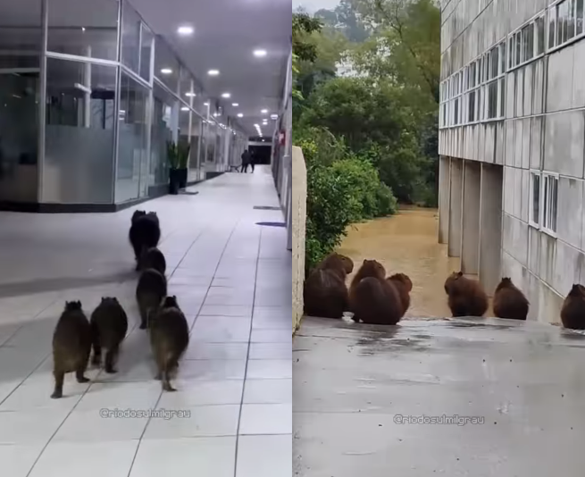  VÌDEO: Capivaras roubam a cena em Rio do Sul