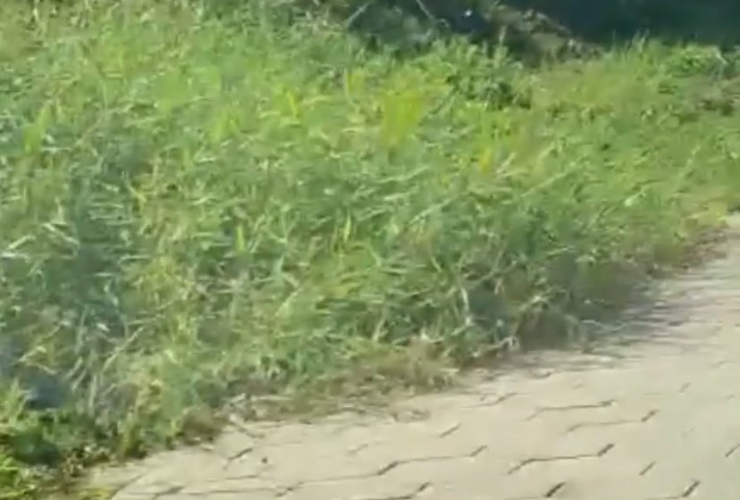  VÍDEO: Prefeito reclama do mato que toma conta de ruas