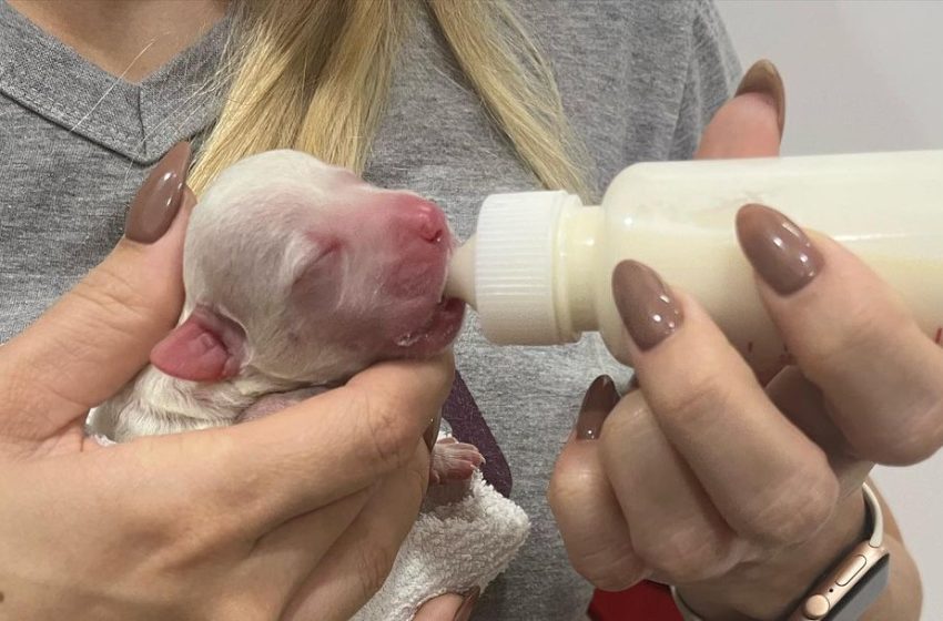  Filhotes de cães são abandonados em frente a petshop