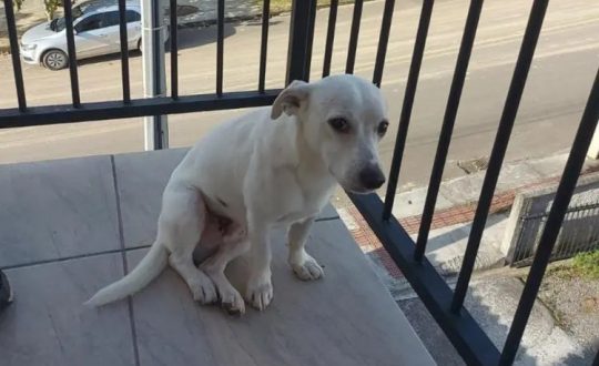  Cachorro foi covardemente espancado por roer carteira de cigarro