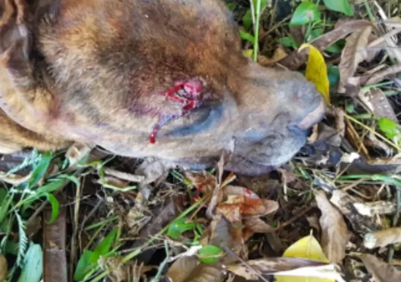  CRUELDADE: Empresário paga R$ 10 para homem matar cão com marreta