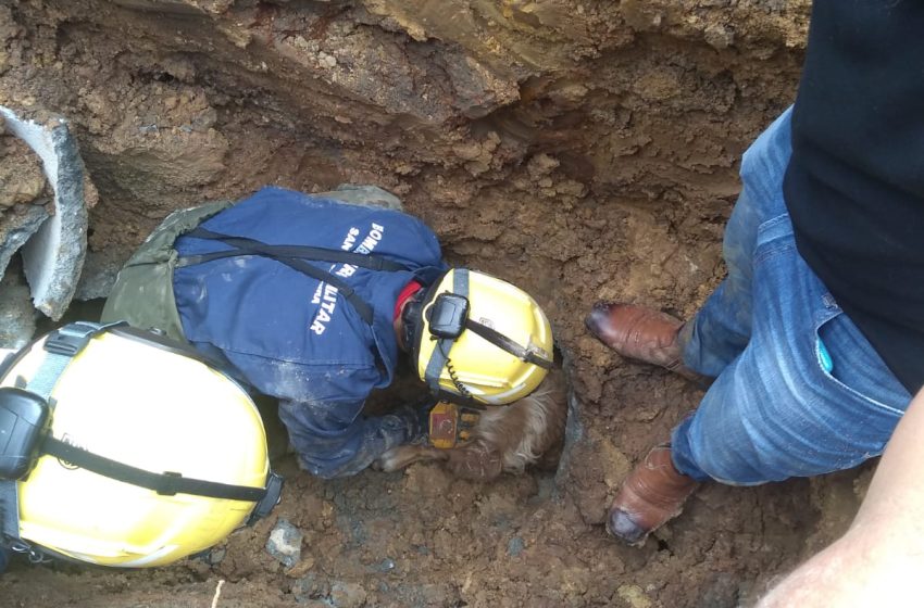  Cadela Lessie resgatada em bueiro não resistiu e veio a óbito.