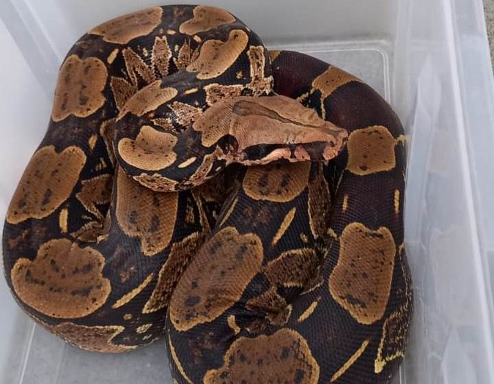  Jiboia de quase dois metros é capturada em terreno de empresa