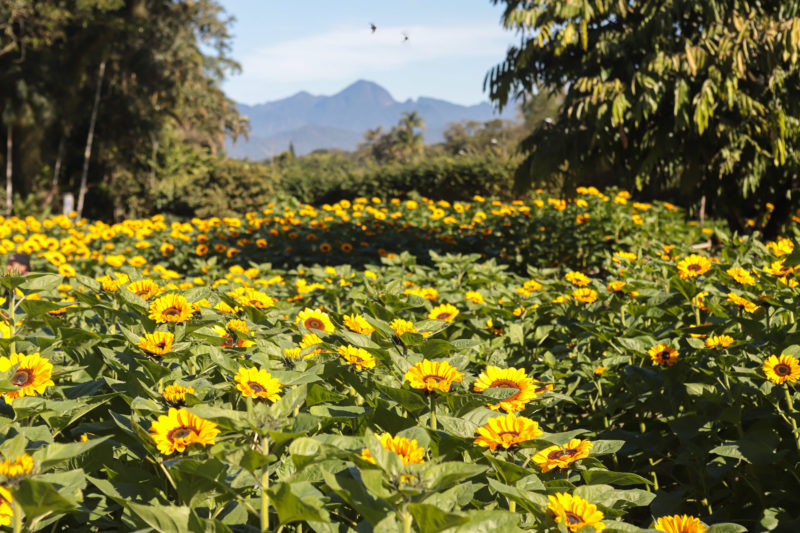  Parque dos Girassóis reabre com 18 mil plantas