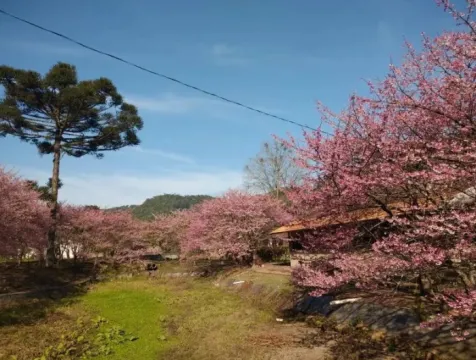  Florada das cerejeiras vira atração em aurora