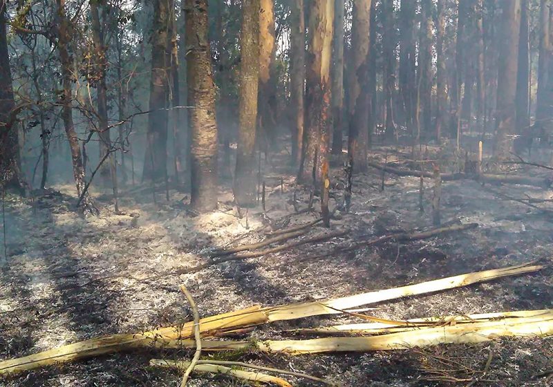 Incêndio em área de reflorestamento