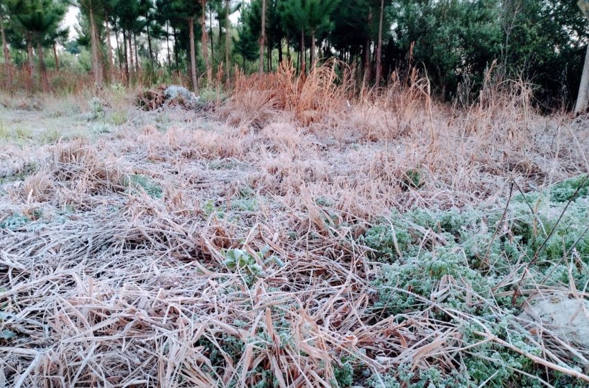  Amanhecer de sábado foi de geada no Norte