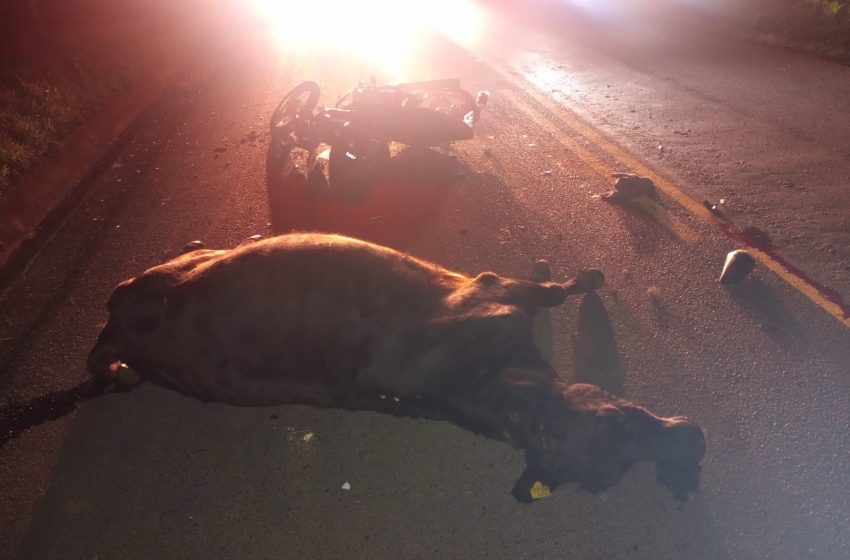  ACIDENTE GRAVE: Jovem colide moto com bovino
