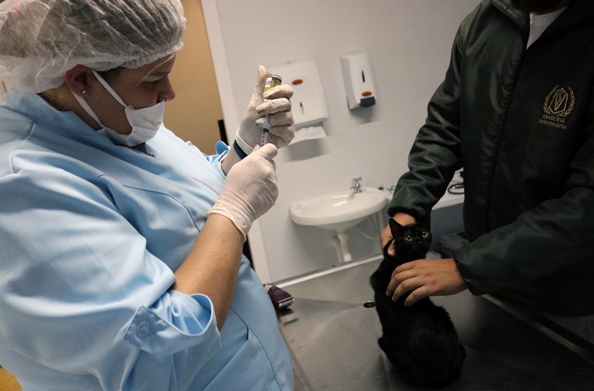  Mais de 200 castrações de cães e gatos