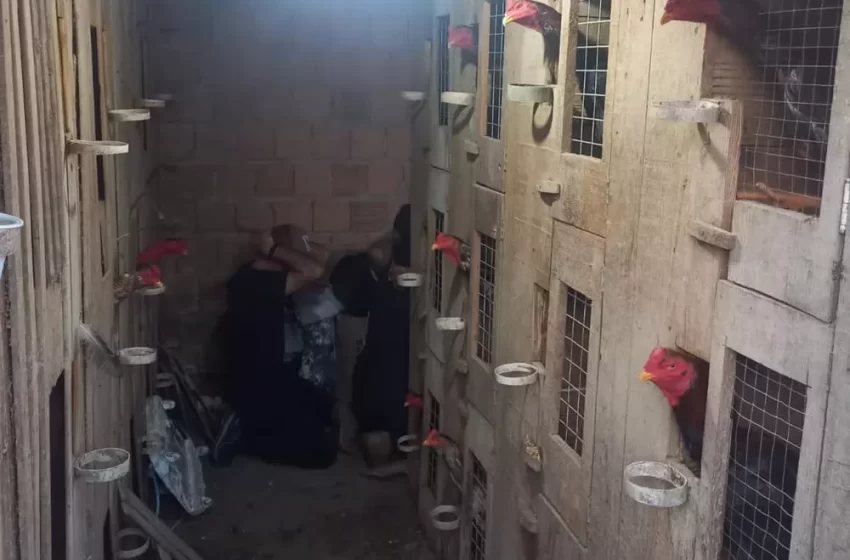  Rinha de galos com 40 animais e 22 apostadores é fechada em SC