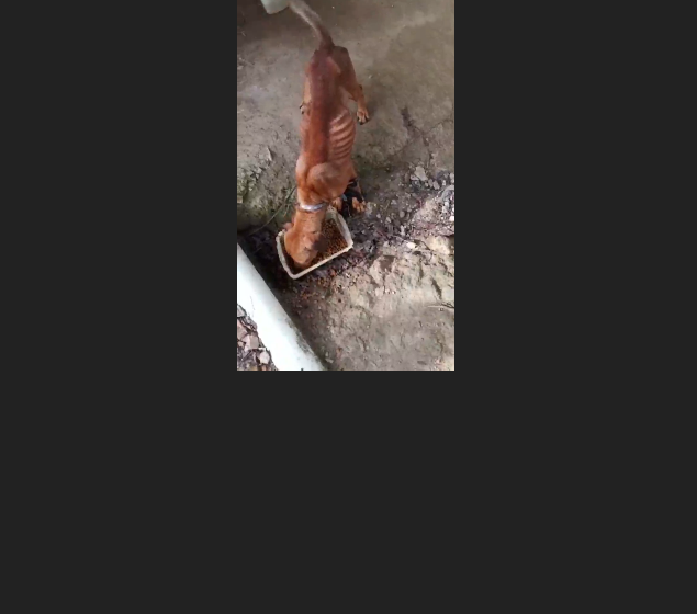  VÍDEO: Homem é preso em flagrante por maus-tratos a três cachorros