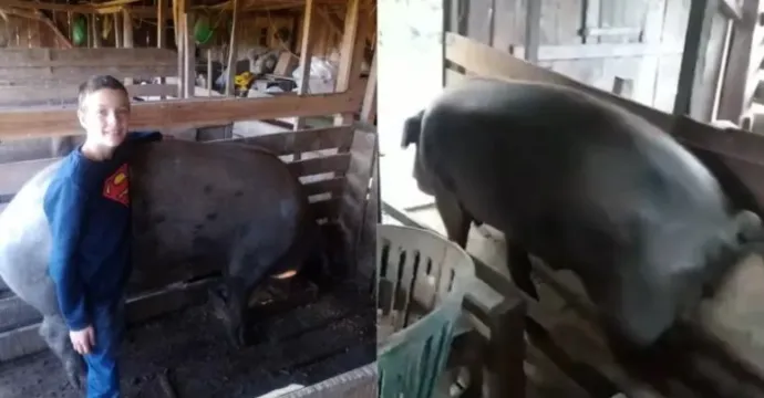  VÍDEO: Conheça Chico, o porco gigante que virou atração