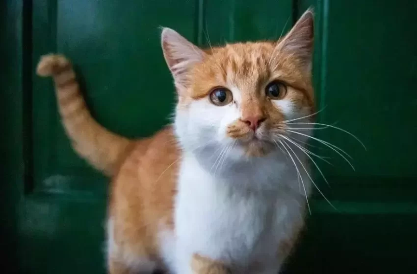  Agente de saúde é indenizada após sofrer acidente para não atropelar gato