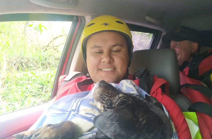  Cão foi salvo no Rio Negro