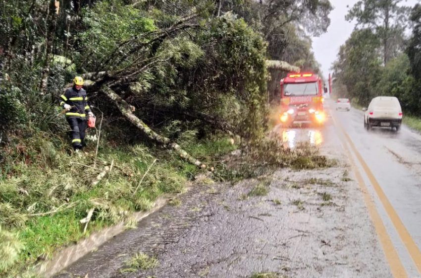  Árvores caem e deixam via em meia pista