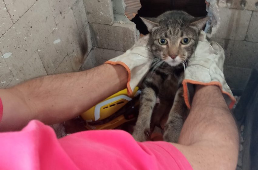  Felino foi resgatado de dentro de chaminé