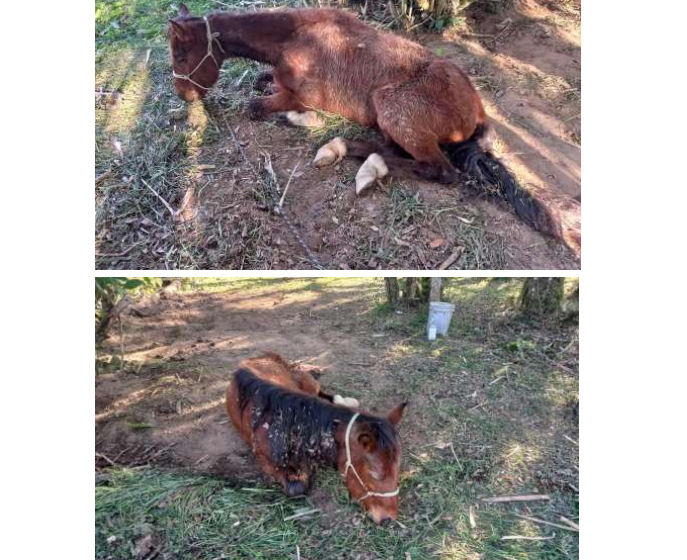  Cavalo é vítima de maus-tratos no bairro Serra Alta