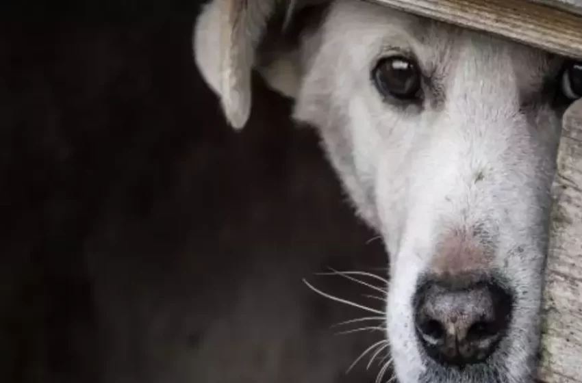  Homem é condenado por cometer abusos sexuais e maus-tratos contra cadela
