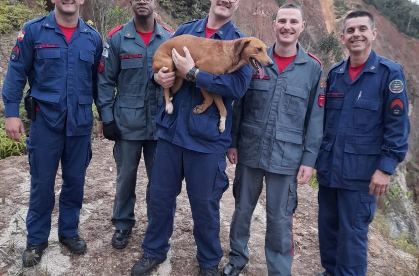  Cão é resgatado após cair em penhasco