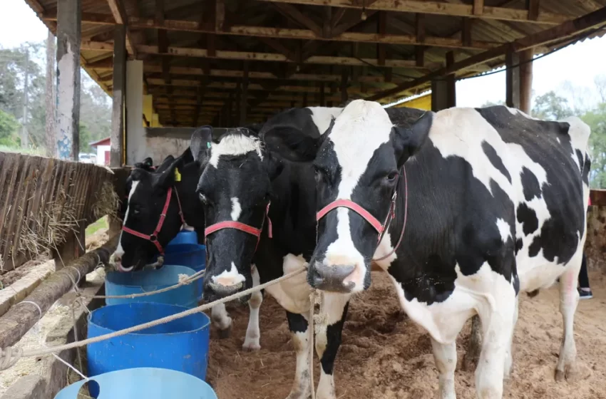  Prefeito vira réu em ação que apura fraude em compra de sêmen bovino