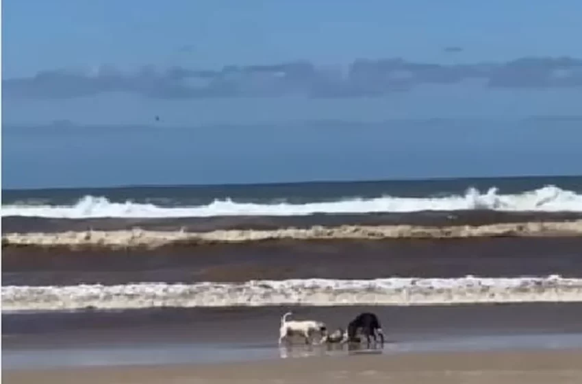  Três pitbulls soltos atacam e matam cão que passeava com tutora