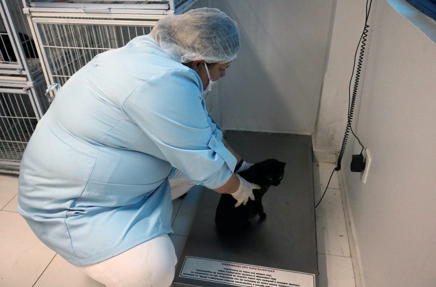  São Bento fará mutirão para castração de cães e gatos