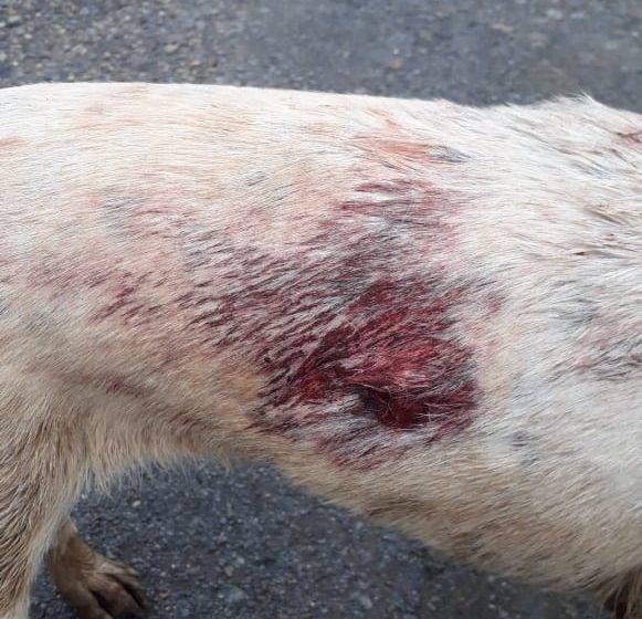  Cadela morre após ser atingida por tiro