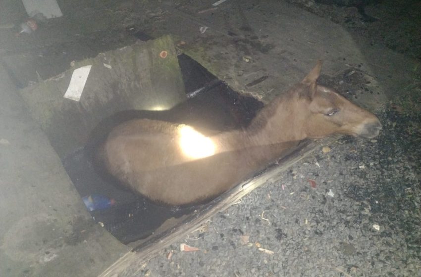  Cavalo cai em fossa de residência