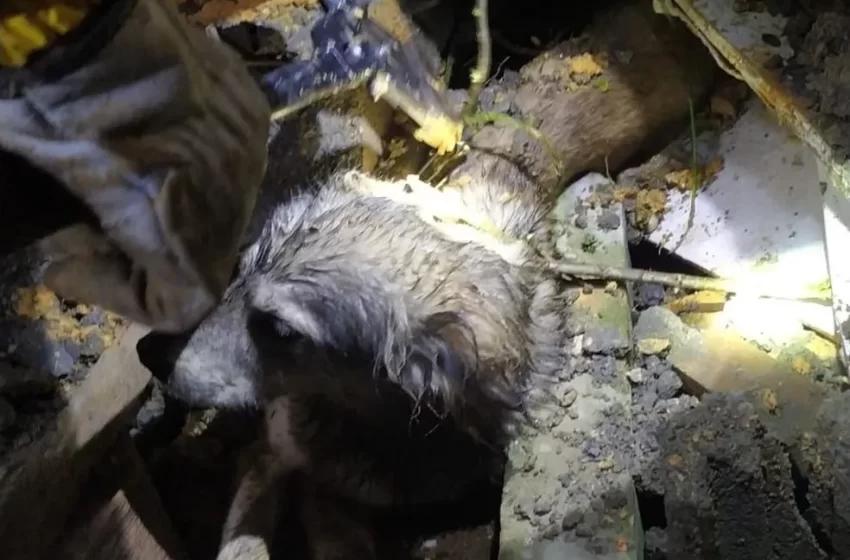  Cão soterrado após muro desabar por conta das chuvas é resgatado