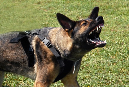  Mais uma pessoa ferida por ataque de cachorro