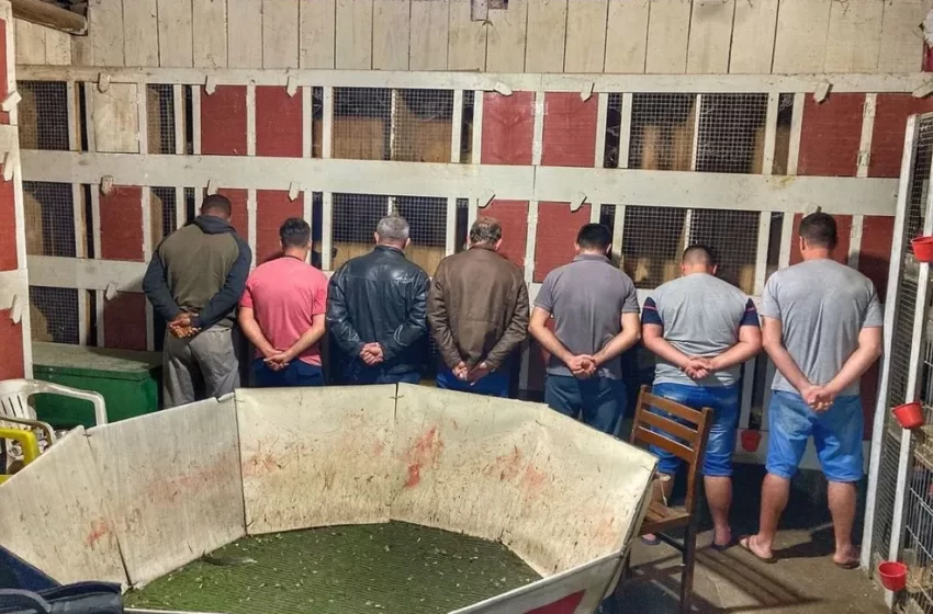  Polícia resgata 150 galos de rinha em situação de maus tratos