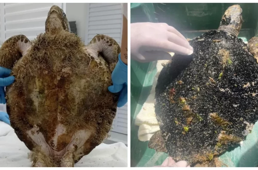  Tartaruga-verde com casco infestado de mariscos e algas é resgatada em SC