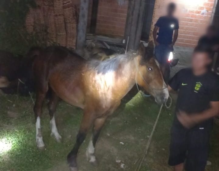  Cavalo é salvo pelos bombeiros