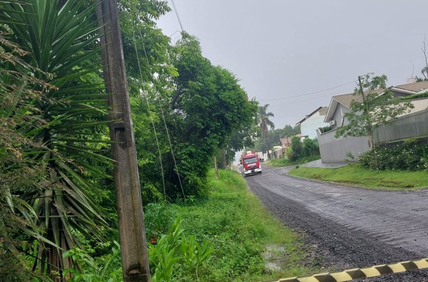  Árvore cai sobre fiação elétrica