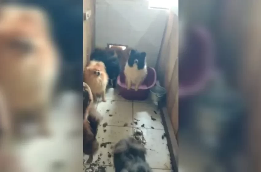  Mais de 100 cachorros de raça são flagrados em situação de maus-tratos em canil clandestino e idosa é presa