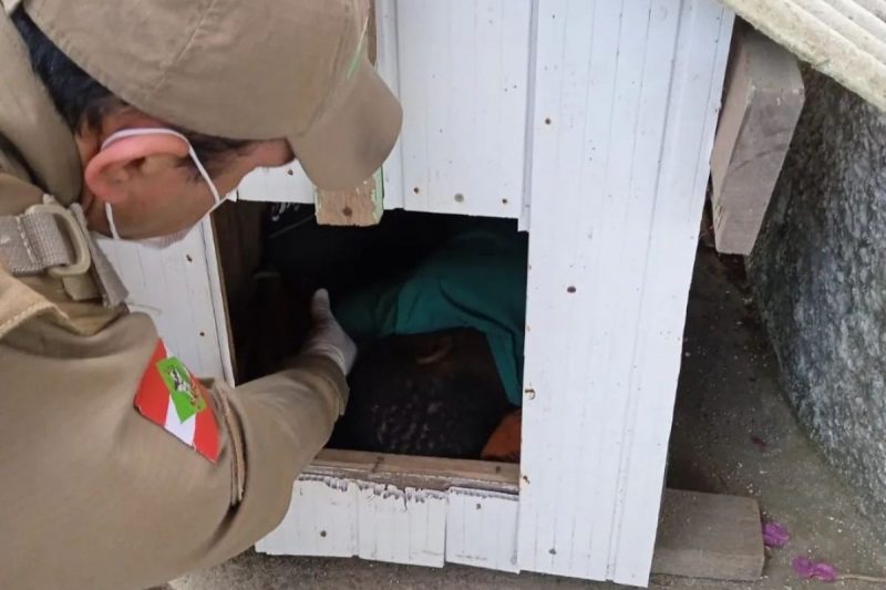  Menino é encontrado dormindo dentro de casinha de cachorro