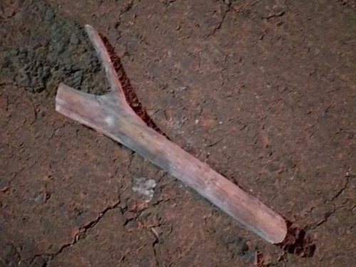  MPSC denuncia homem suspeito de matar nove filhotes de cachorro a pauladas